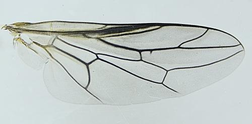 Scenopinus fenestralis